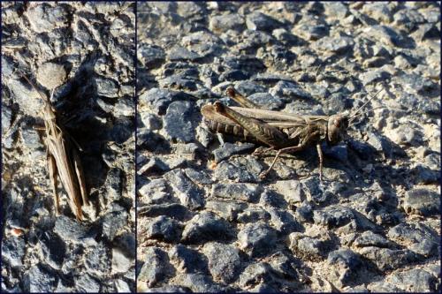 Chorthippus sp.